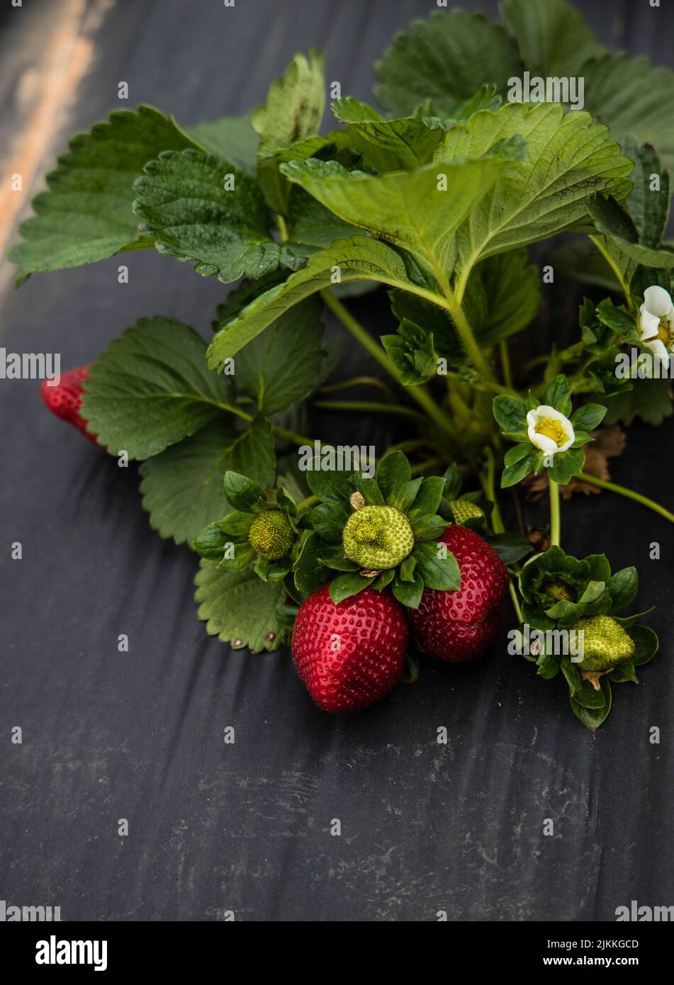 A closeup of the freshly harvested  ripe red strawberries in the farm Stock Photo