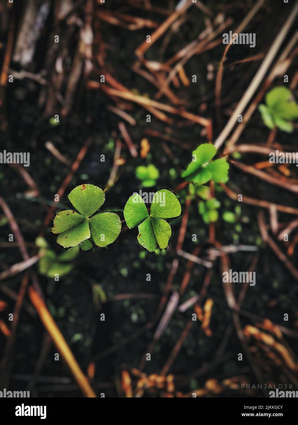A closeup shot of a four-leaf clover in a background of brown branches Stock Photo