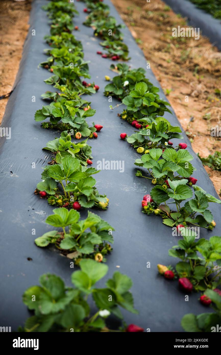 The growing fresh strawberries in the farm Stock Photo - Alamy