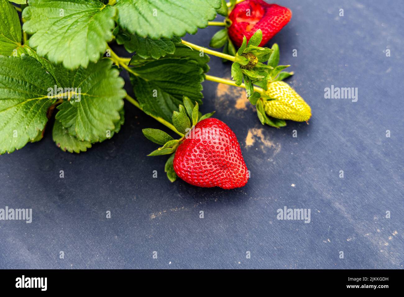 A closeup of the freshly harvested  ripe red strawberries in the farm Stock Photo
