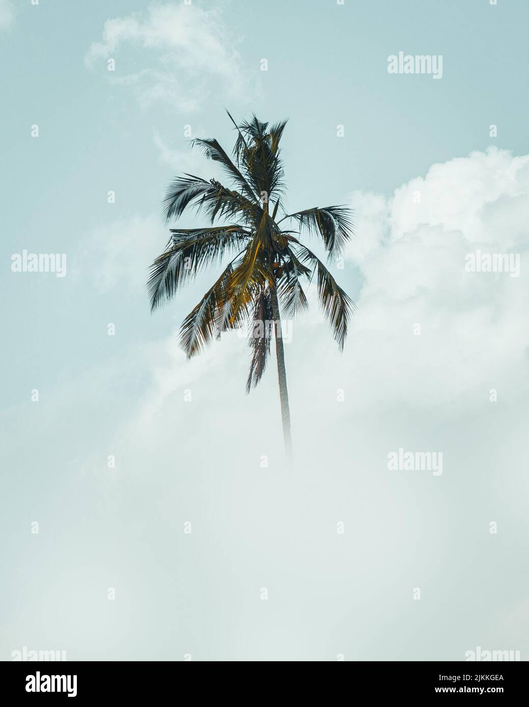 A palm tree high up in the clouds Stock Photo