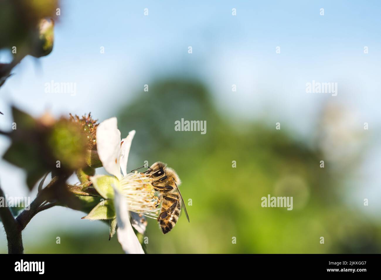 A closeup of a bee pollinating on white flowers on a blurred background Stock Photo