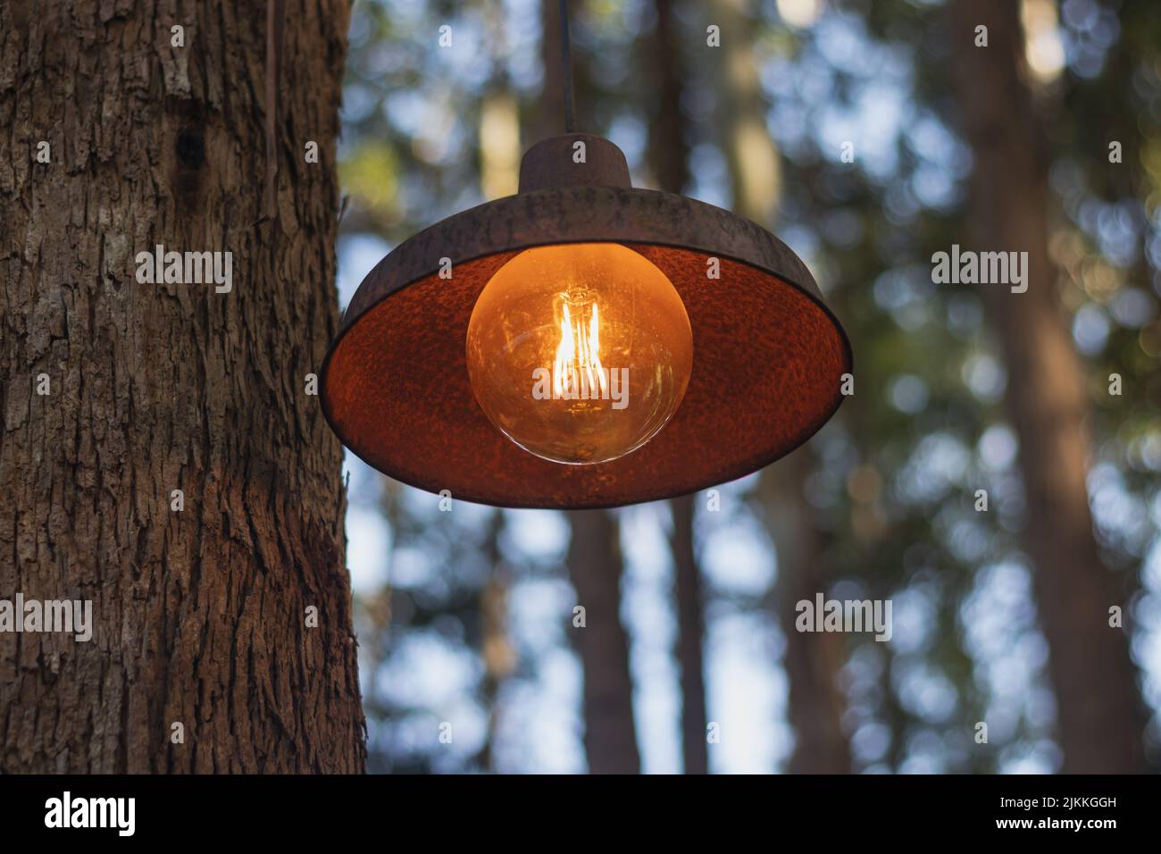 old outdoor lamp hanging from a tree Stock Photo Alamy