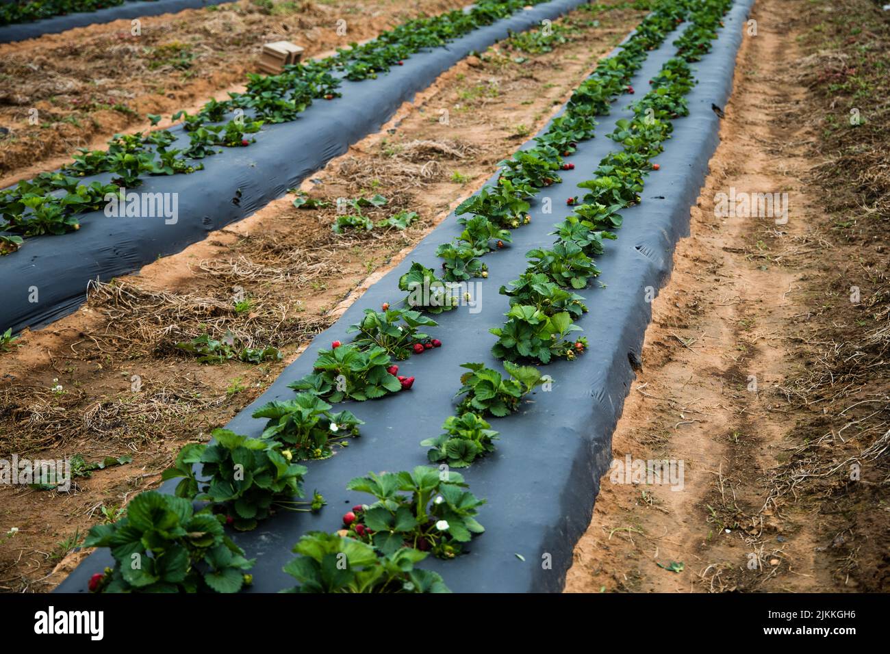 The growing fresh strawberries in the farm Stock Photo - Alamy