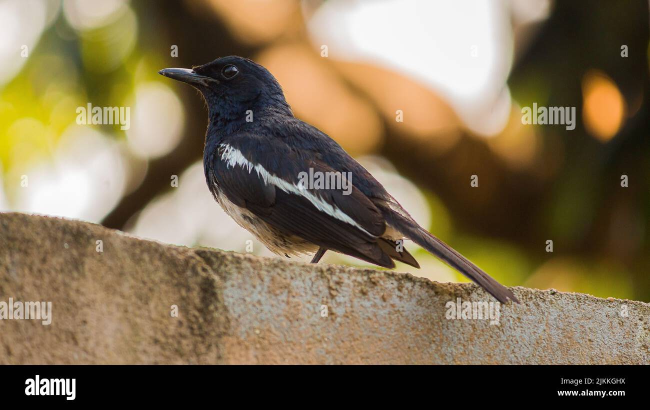 A closeup shot of an oriental magpie-robin Stock Photo