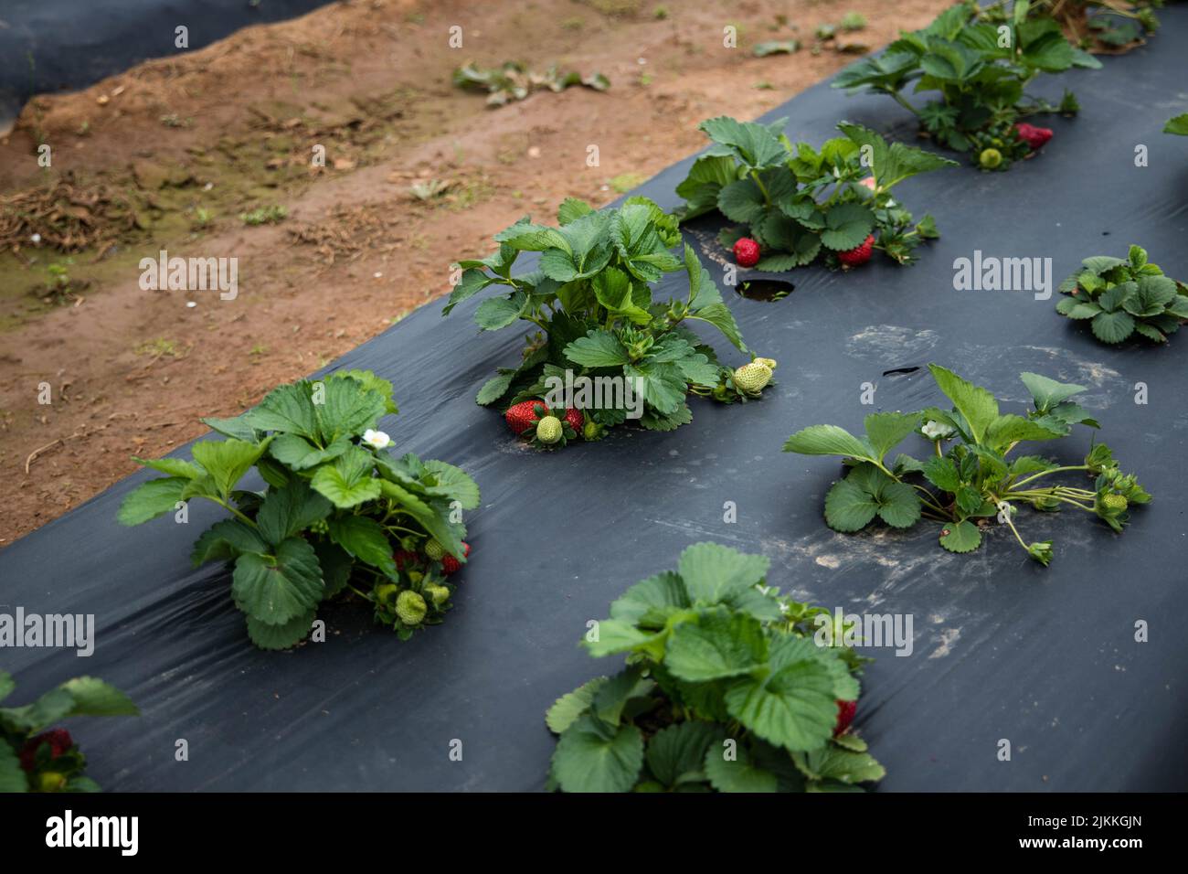 The growing fresh strawberries in the farm Stock Photo - Alamy