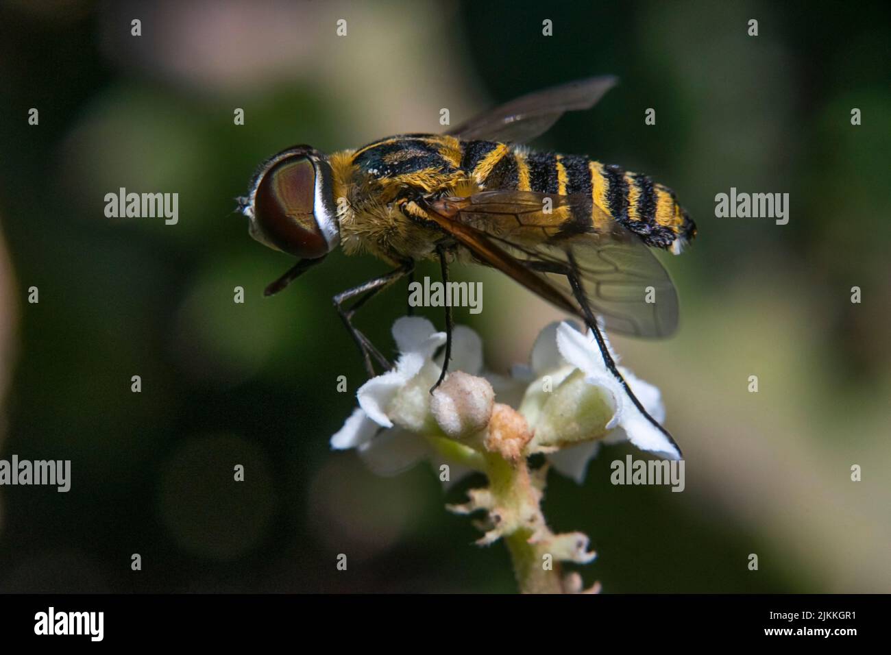 Bee pollinating a wild flower hi-res stock photography and images - Alamy