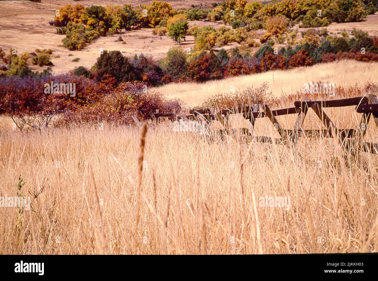Golden grass hi-res stock photography and images - Alamy
