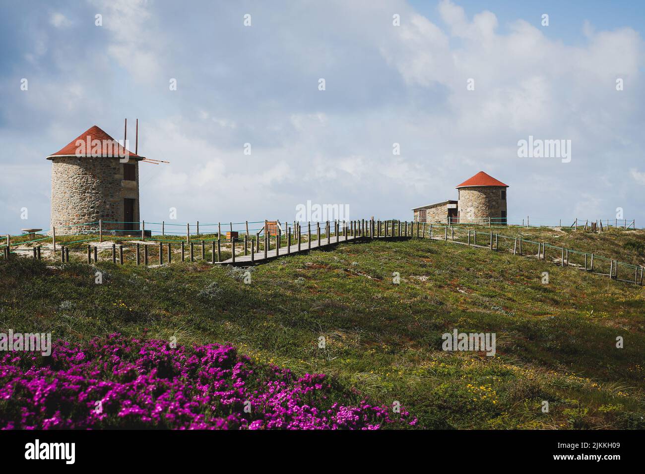 A beautiful shot of flowers in green landscape with stony round
