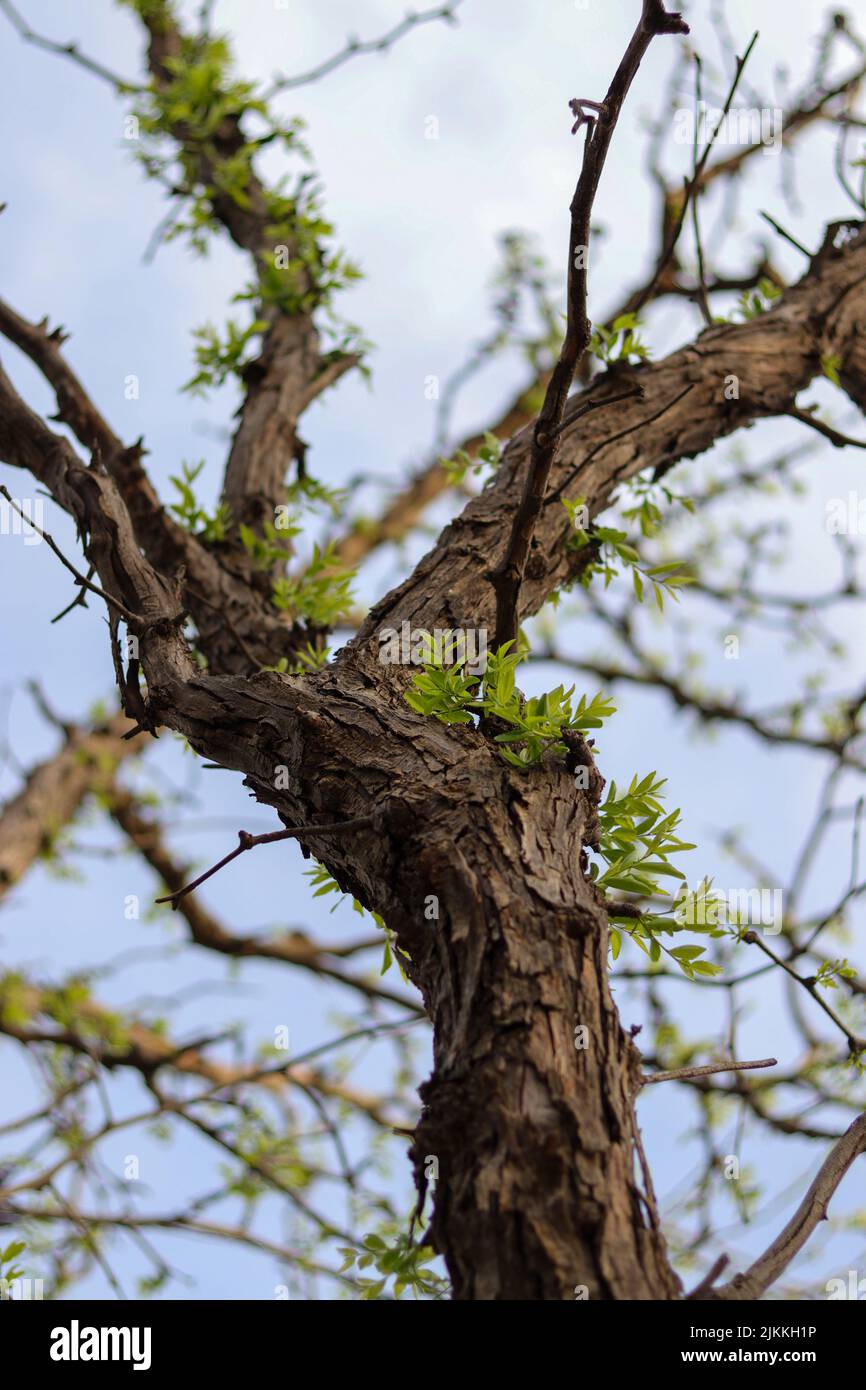A vertical close-up shot of baby leaves growing on a tree. Stock Photo