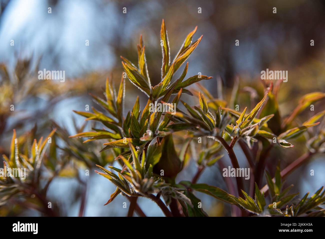 Closeup japanese maple hi-res stock photography and images - Alamy