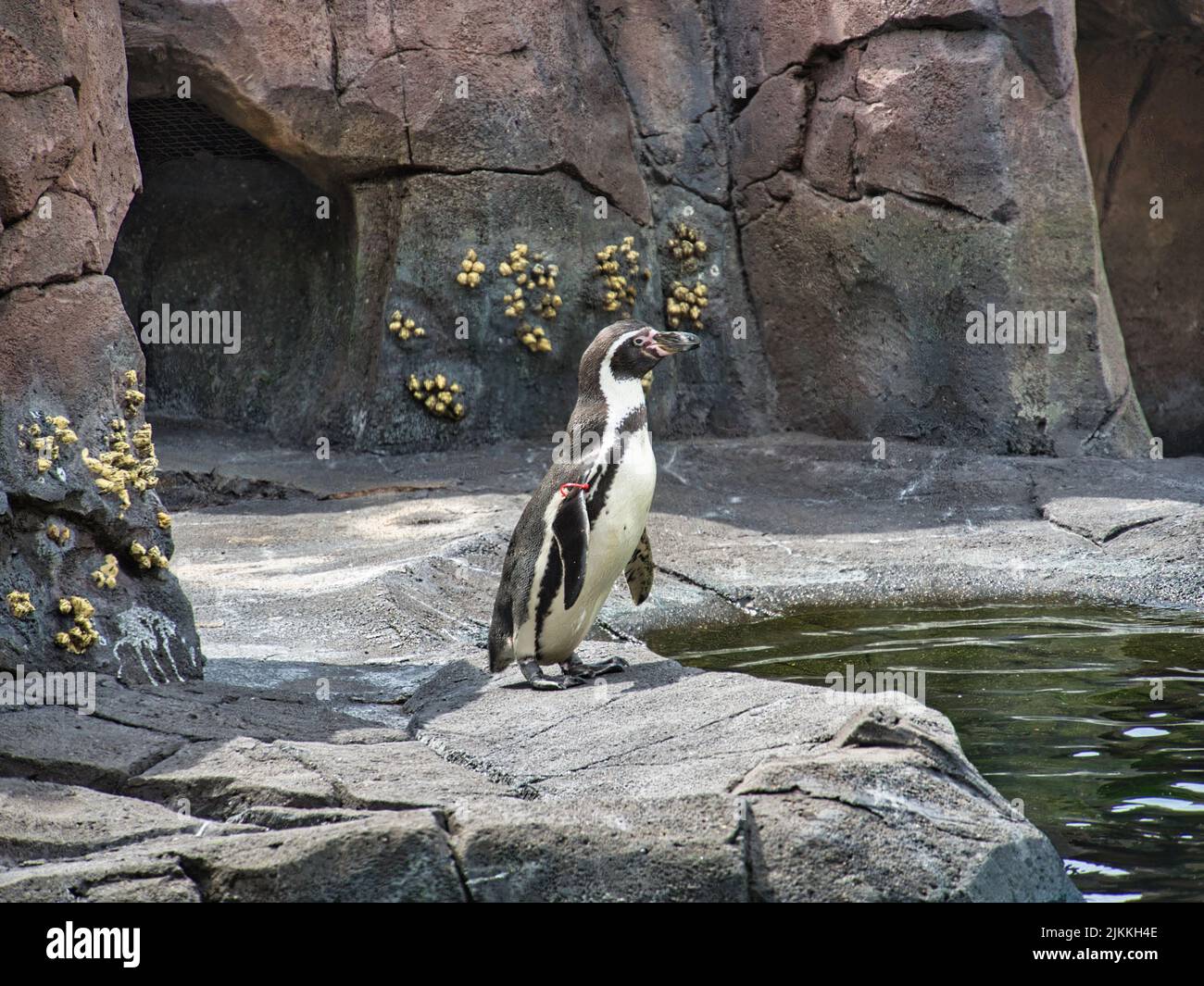 A Humboldt Penguin on the rocky surface by the water at Kansas City Zoo