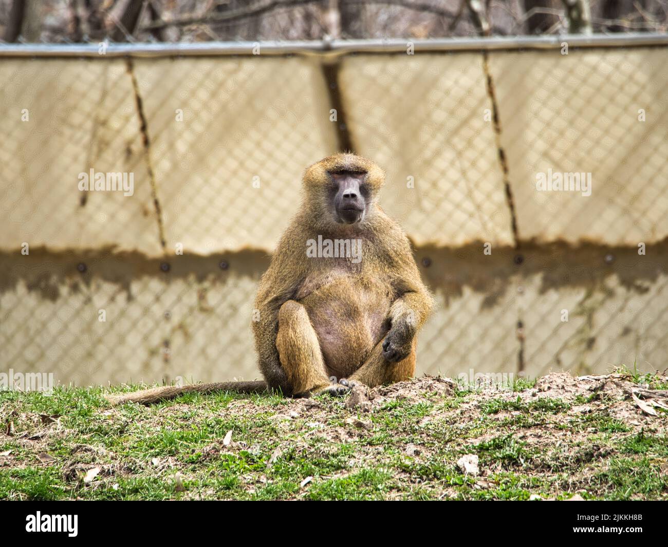 A Guinea Baboon sitting on the grass at the Kansas City Zoo. Stock Photo