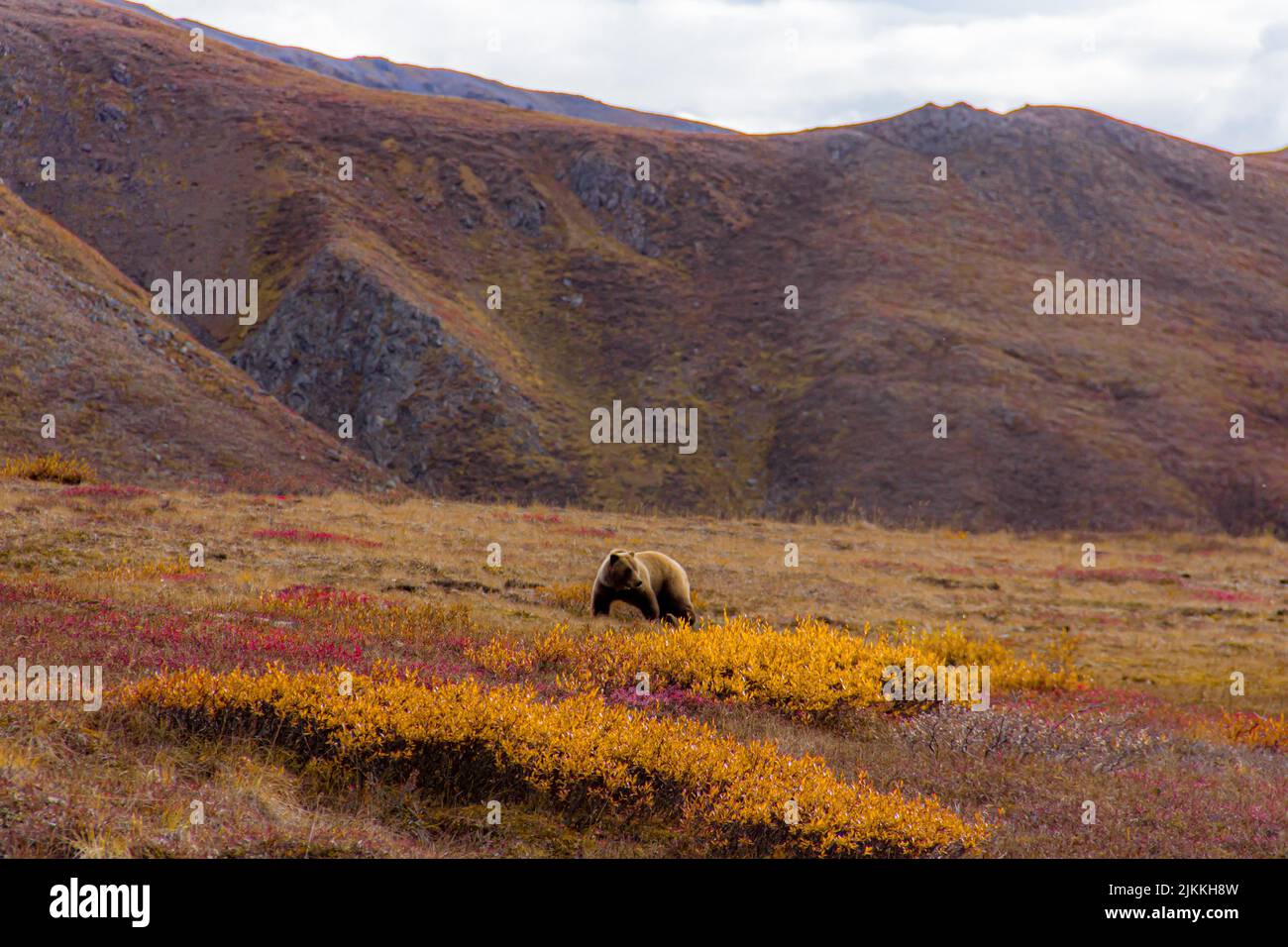 A brown bear in the Denali national park, Alaska, USA Stock Photo