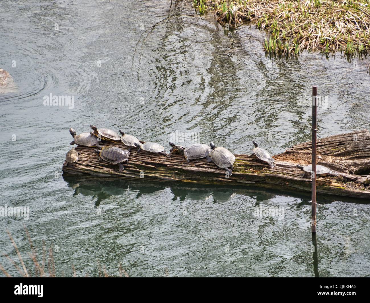 A top view of turtles on a log at the Kansas City Zoo (Missouri native animal), United States Stock Photo