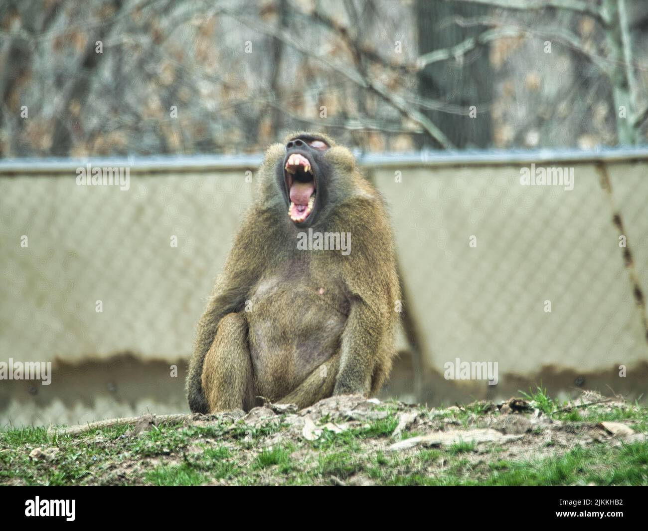 A Guinea Baboon sitting on the grass and yawning at the Kansas City Zoo. Stock Photo