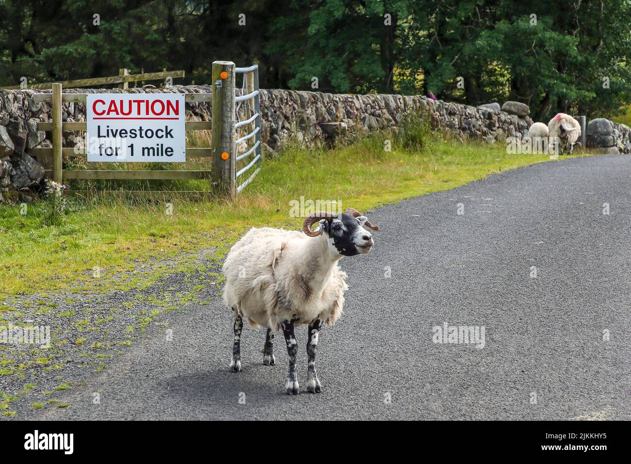 Sheep standing on the road in front of a sign warning drivers about the dangers of animals on the road, unclassified roaad in south Ayrshire, Scotland Stock Photo
