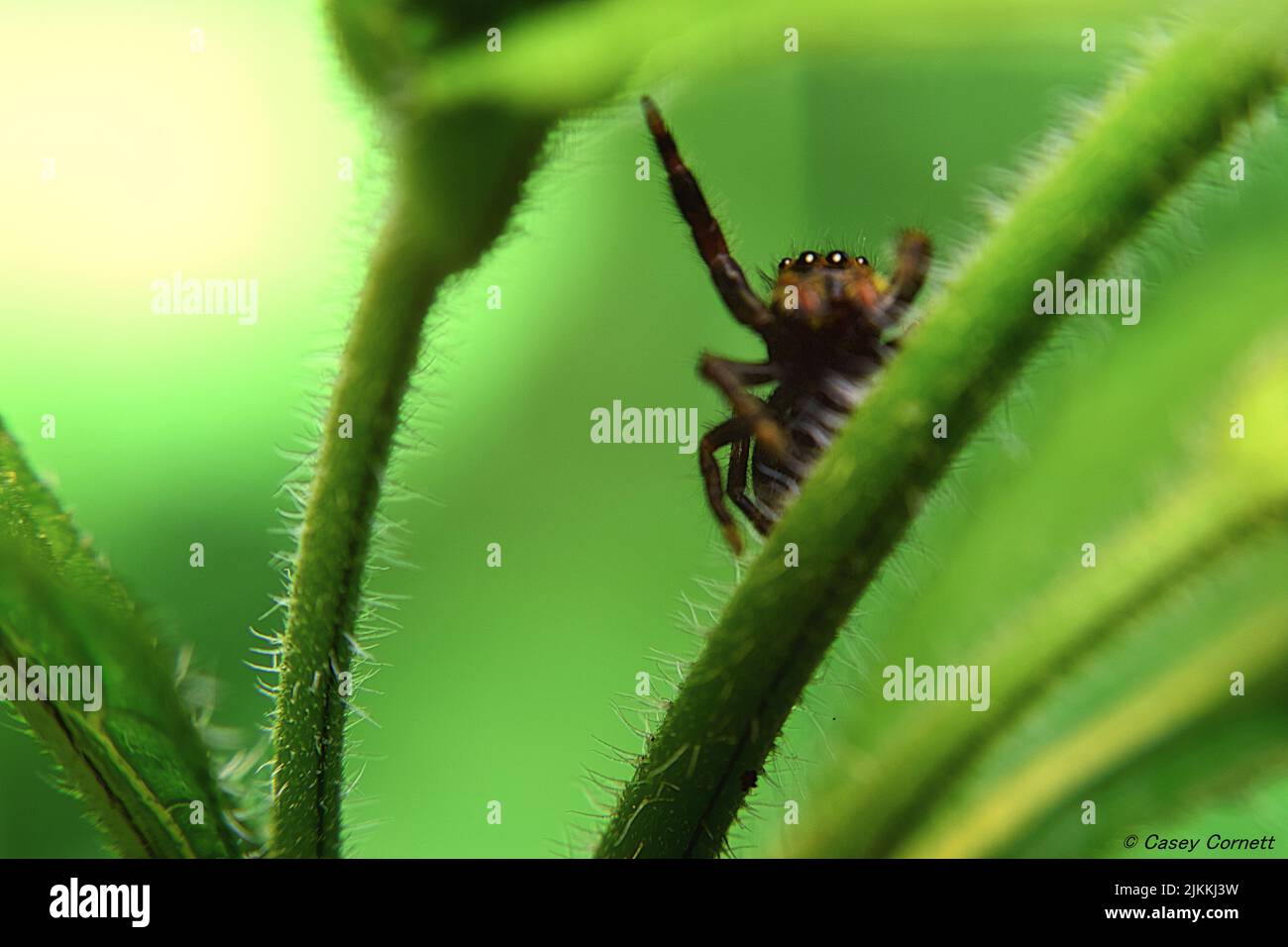 A closeup of a cute small Jumping spider walking on fuzzy green plants with a blurry background Stock Photo