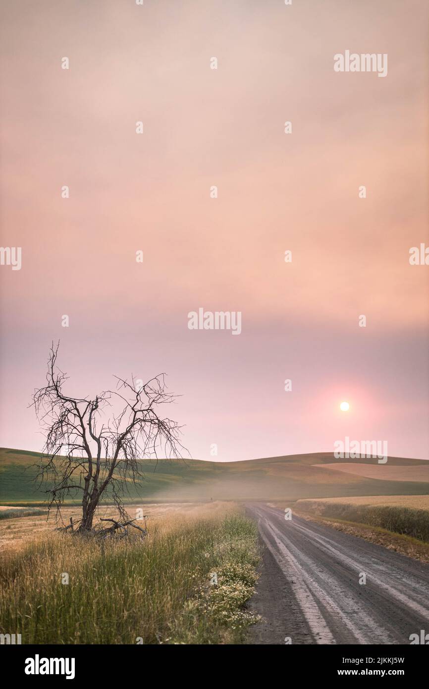 A vertical shot of a beautiful pink sunset shining over big open fields with a narrow road next to it Stock Photo