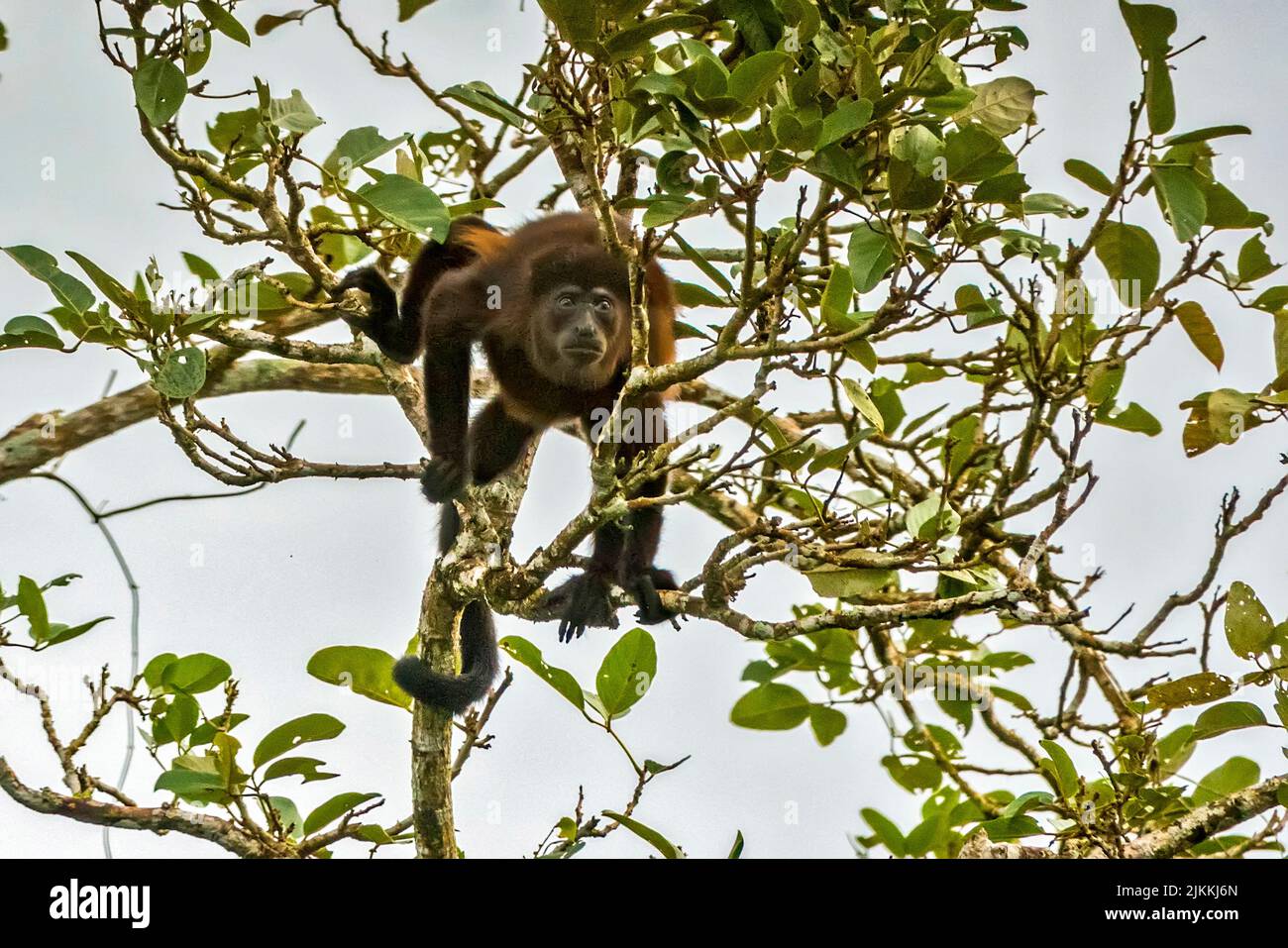 Howler Monkey (Alouatta palliata palliata), Costa Rica, Central America Stock Photo