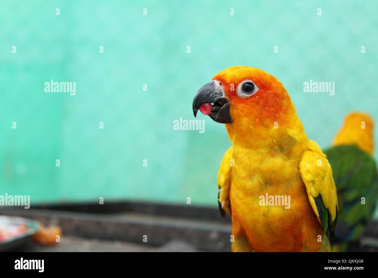 A portrait of two yellow and green parrots and a turquoise background Stock Photo