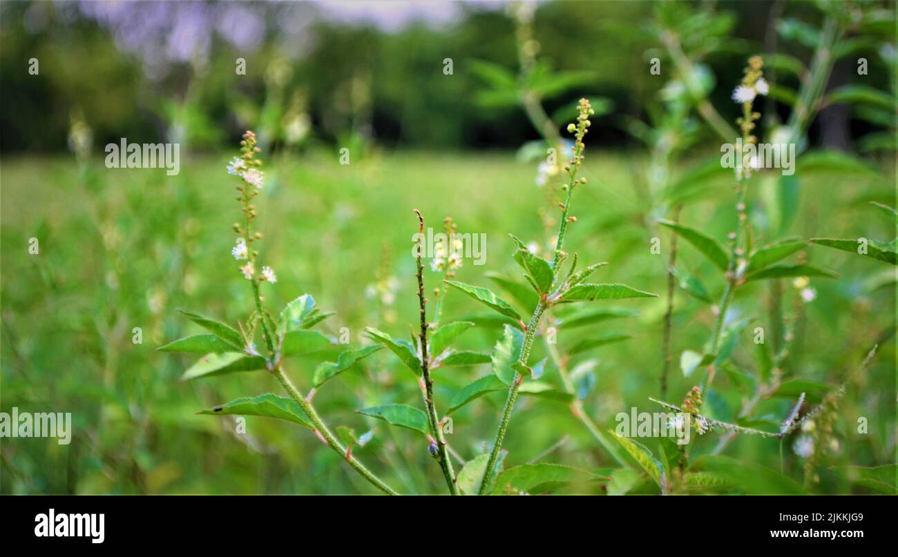 Shallow focus shot growing hi-res stock photography and images - Alamy