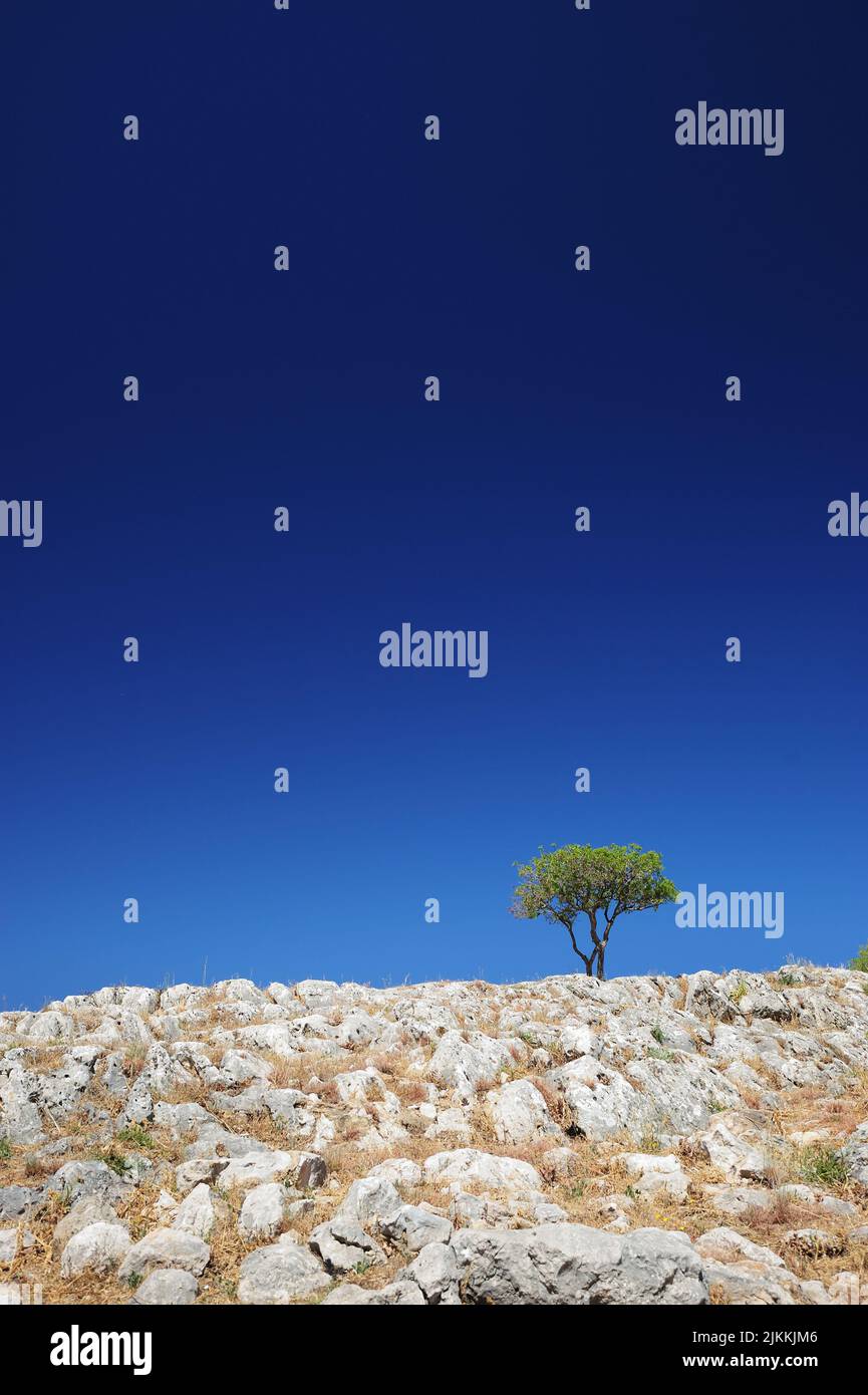Vertical shot rock tree hi-res stock photography and images - Alamy
