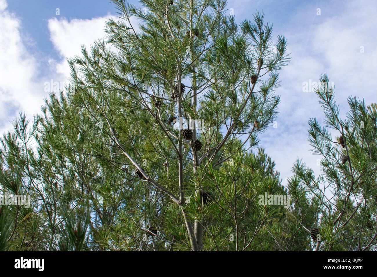 Low hanging tree branches hi-res stock photography and images - Alamy