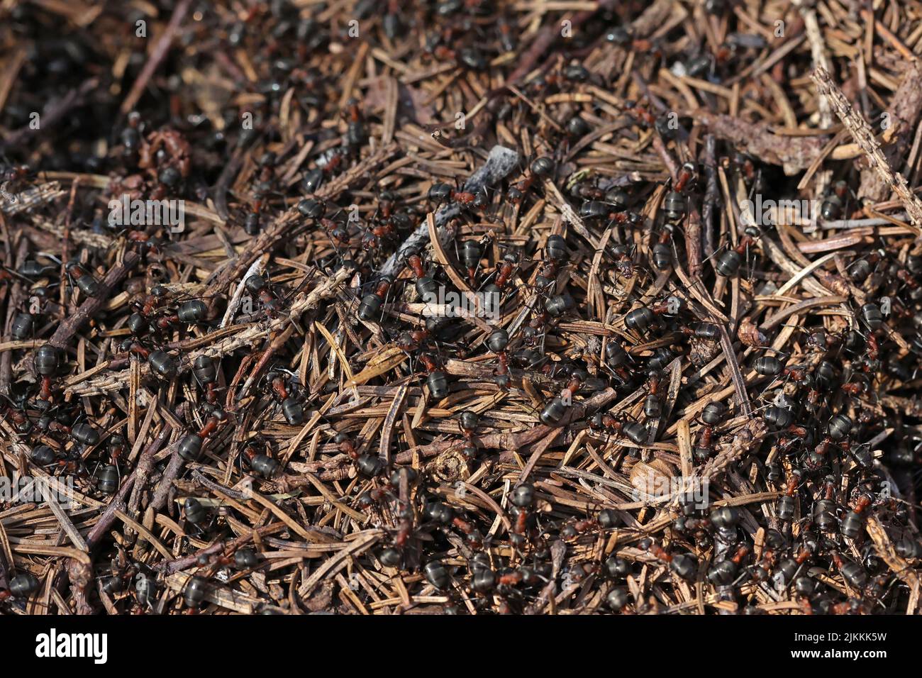 Ants in the forest in the spring at work. Stock Photo