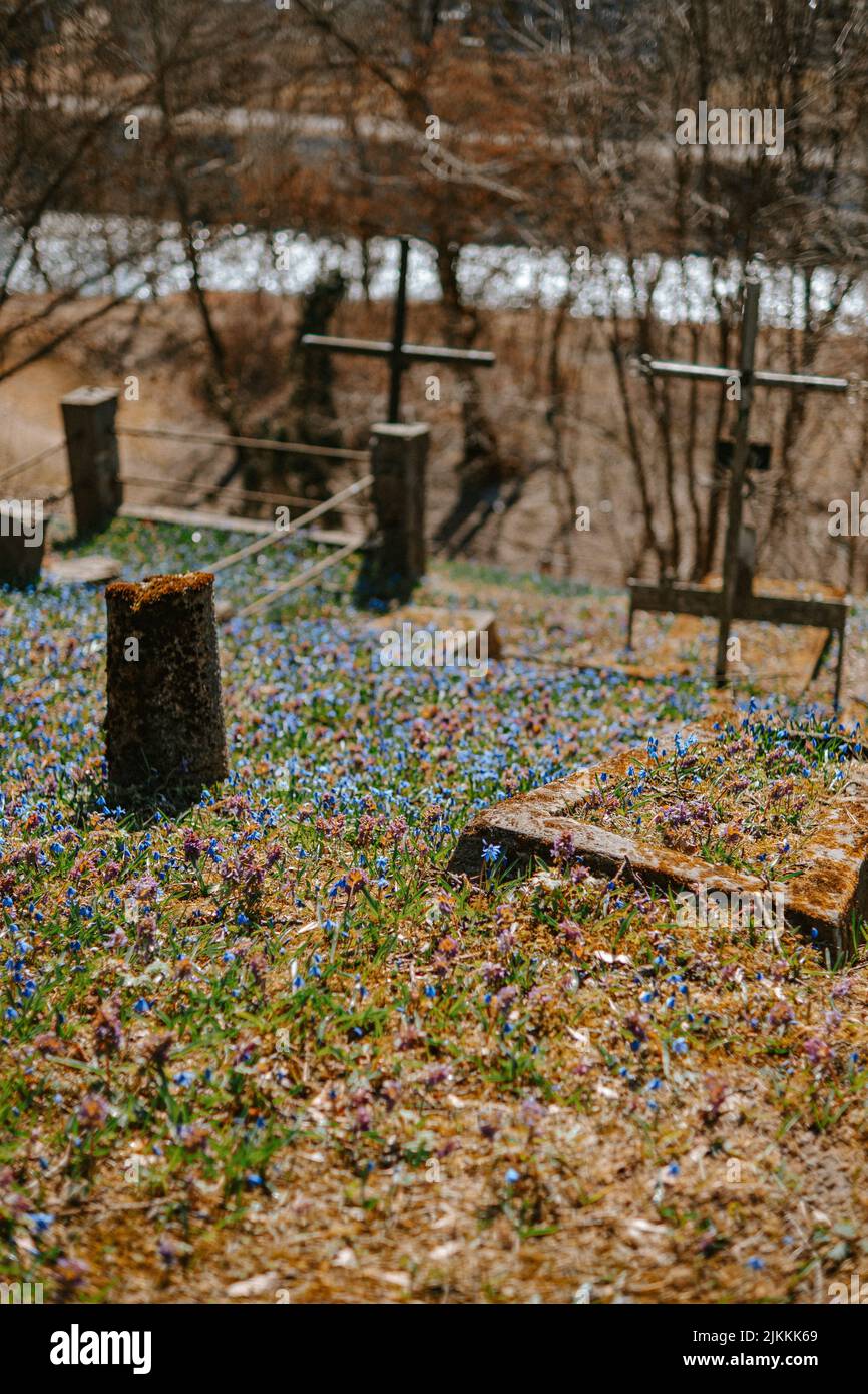 A beautiful view of wild blue flowers near cemetery Stock Photo - Alamy