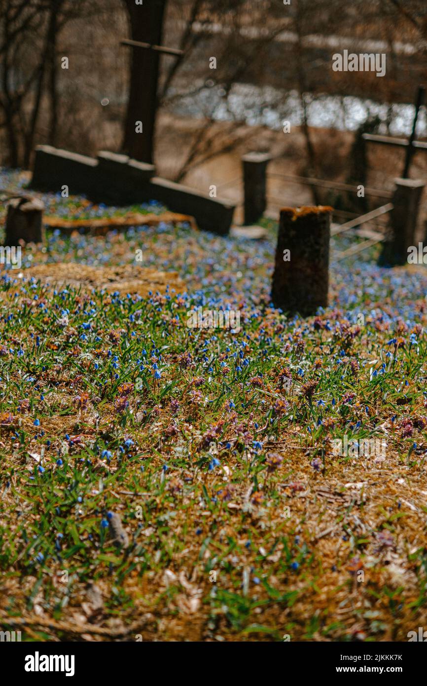 A beautiful view of wild blue flowers near cemetery Stock Photo - Alamy