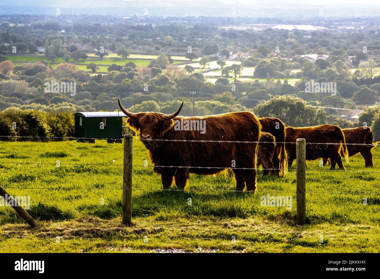 A closeup shot of highland cattle grazing in the farm field in the ...