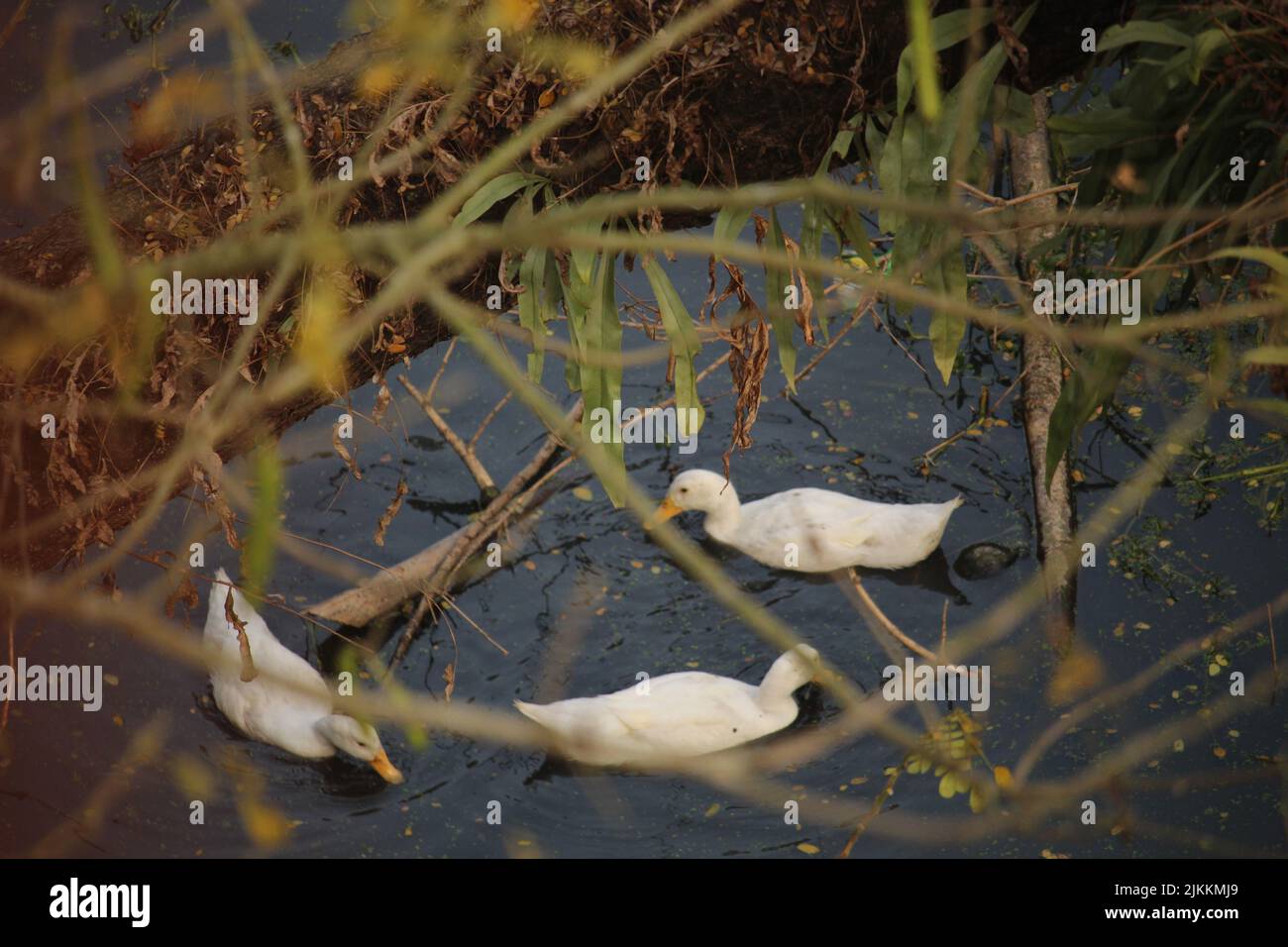 Some white ducks are swimming in the black water Stock Photo - Alamy