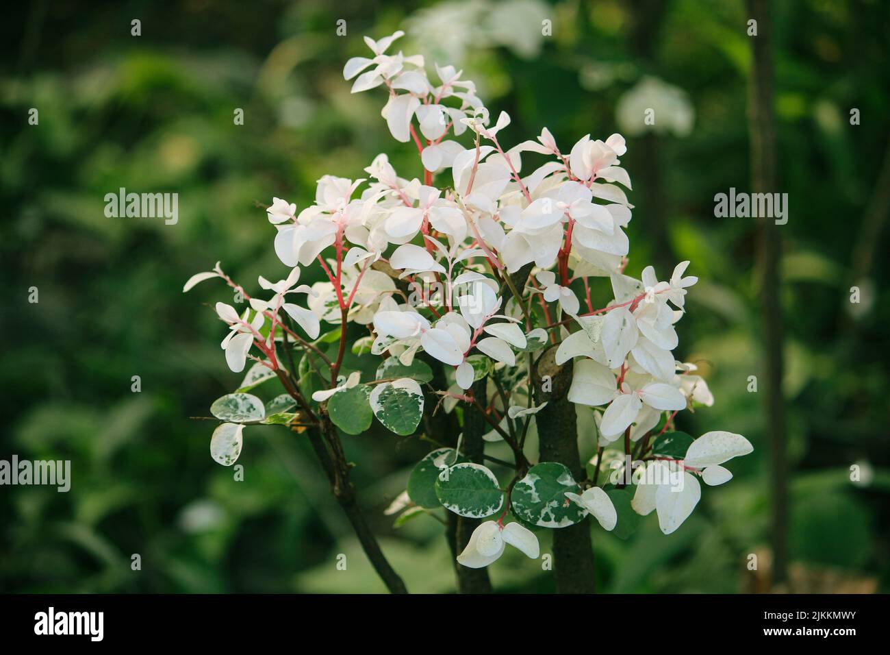 A closeup shot of the beautiful Breynia blooming in the garden Stock Photo