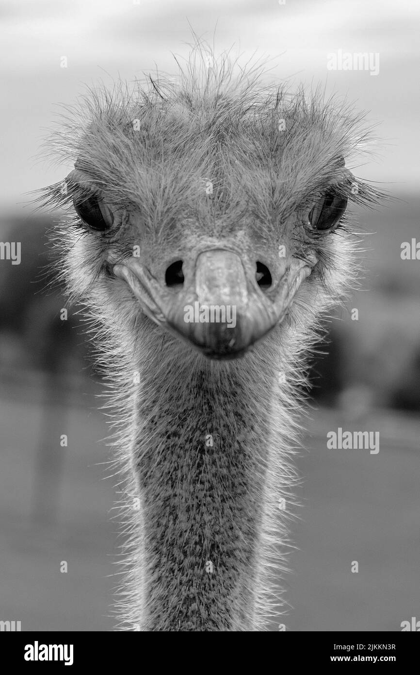 A grayscale closeup of the ostrich head with an intimidating stare. Shallow focus. Stock Photo
