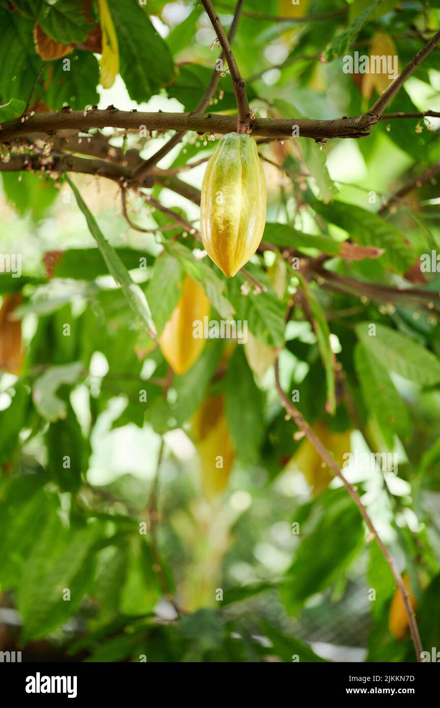Chocolate agriculture theme. Yellow cocoa pod fruit on blurred background Stock Photo