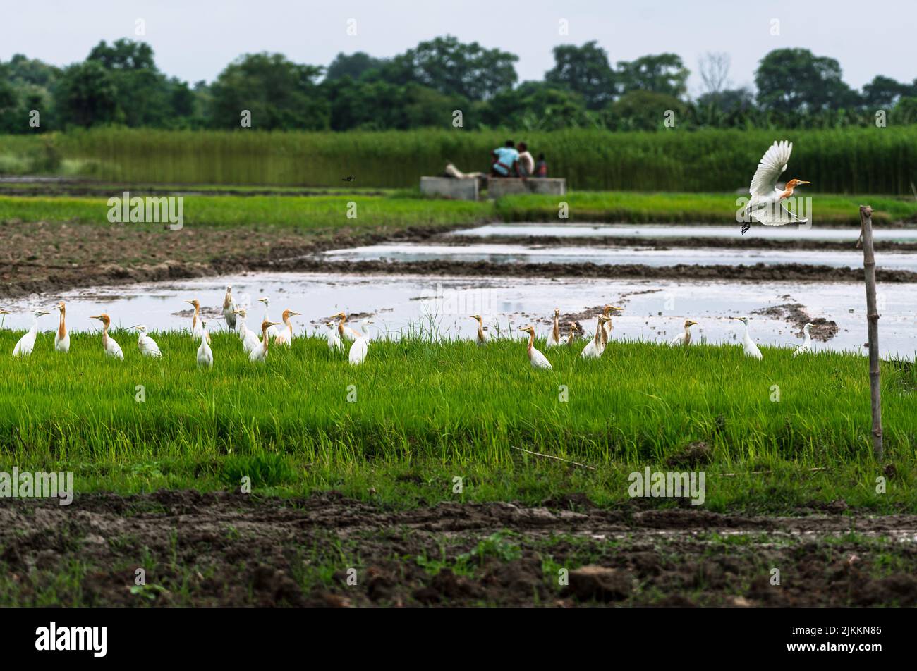 A flock of wild cattle egret (Bubulcus ibis) birds fly and sit on the agricultural field to eat insects that emerge from the soil during plowing. Some of the cattle egrets have orange-brown feathers breeding plumage. Jhinuk Ghata, West Bengal, India. Stock Photo