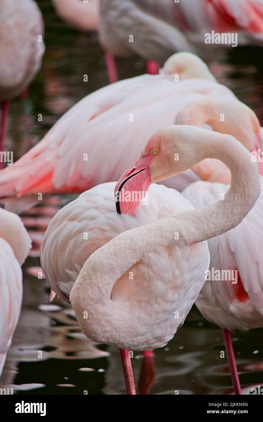 A vertical closeup of Chilean flamingos, Phoenicopterus chilensis. Stock Photo