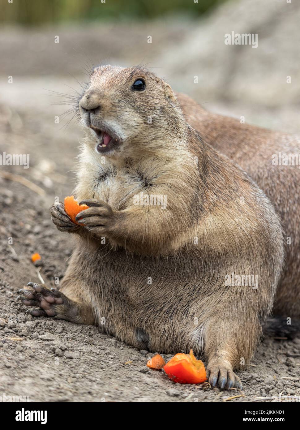 Funny prairie dog hi-res stock photography and images - Alamy