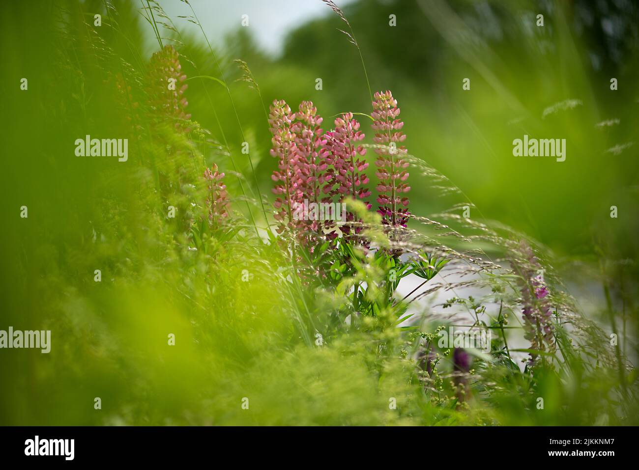 A selective focus shot of a group of pink, long flower plants in a meadow with a blurred background Stock Photo