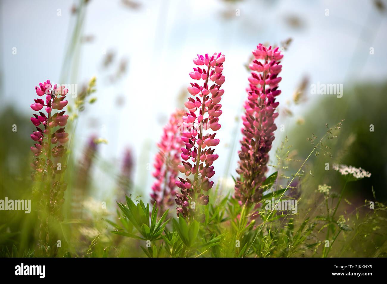 A close-up shot of long, pink flowers in a meadow isolated on a blurred background Stock Photo