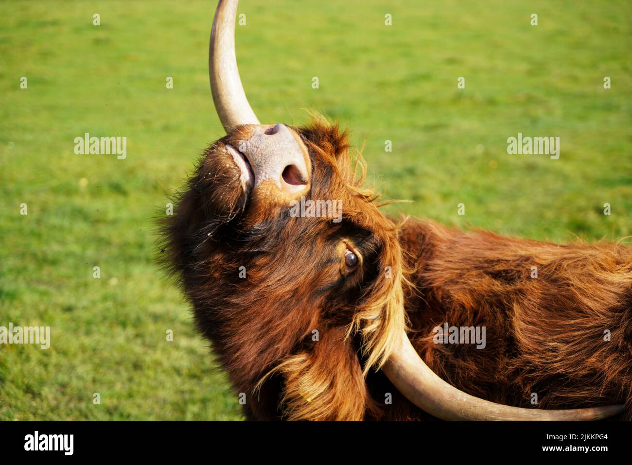 A brown scottish highland cow in the field in spring Stock Photo