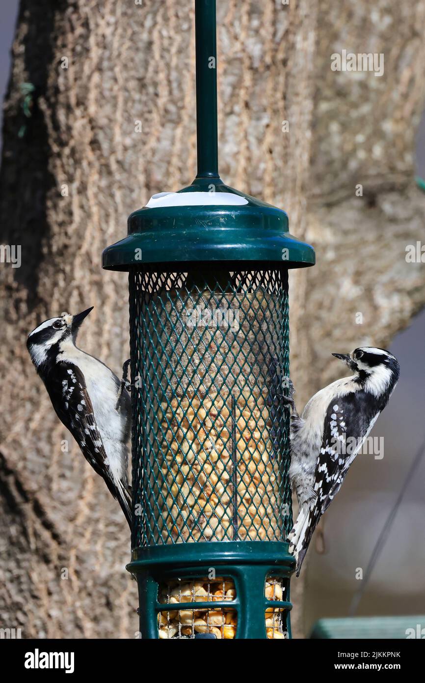 Two Downy woodpeckers eating seeds from a special bird feeder in the