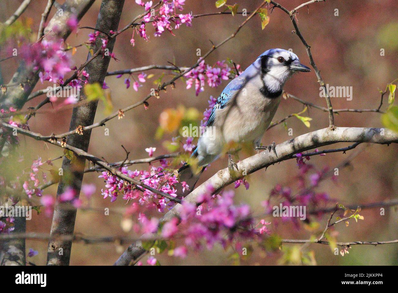 A close-up shot of a Blue jay perched on a tree twig on a blurred background Stock Photo