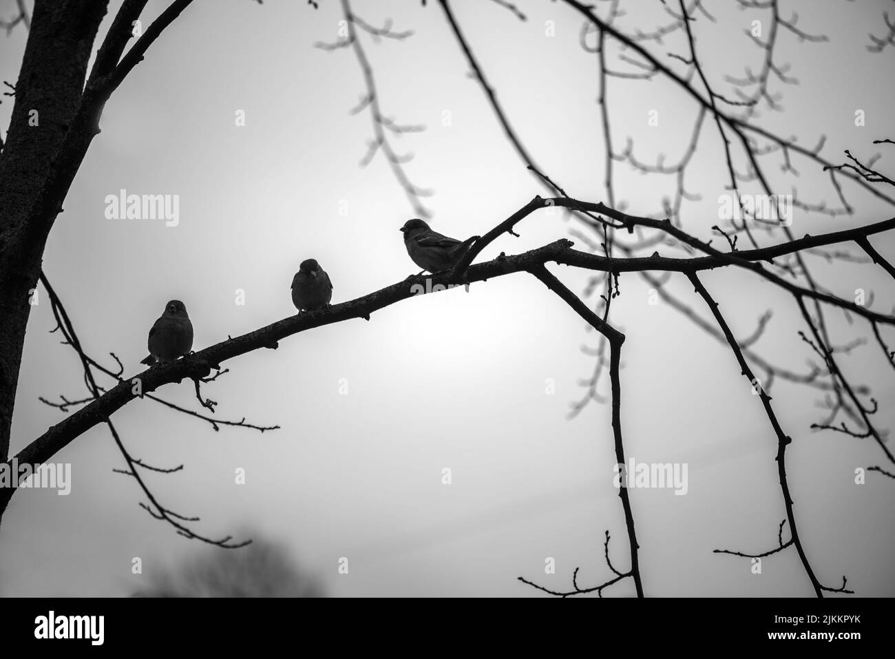 A grayscale shot of three birds perched on a tree branch on a sky background Stock Photo