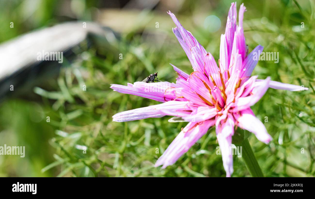 A closeup shot of a blooming pink Salsify flower on Jezreel Valley Stock Photo