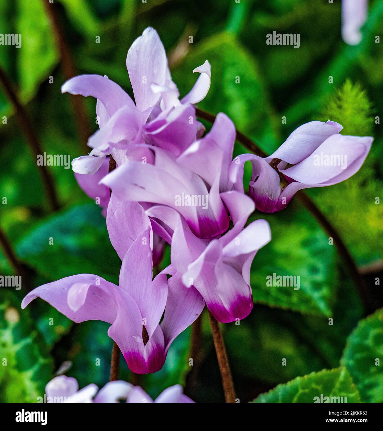 A vertical closeup shot of blooming pink Cyclamen flowers on Jezreel Valley Stock Photo