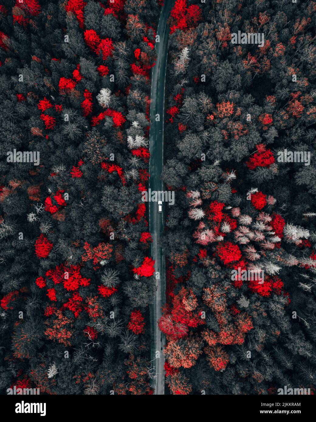Grey forest hi-res stock photography and images - Alamy