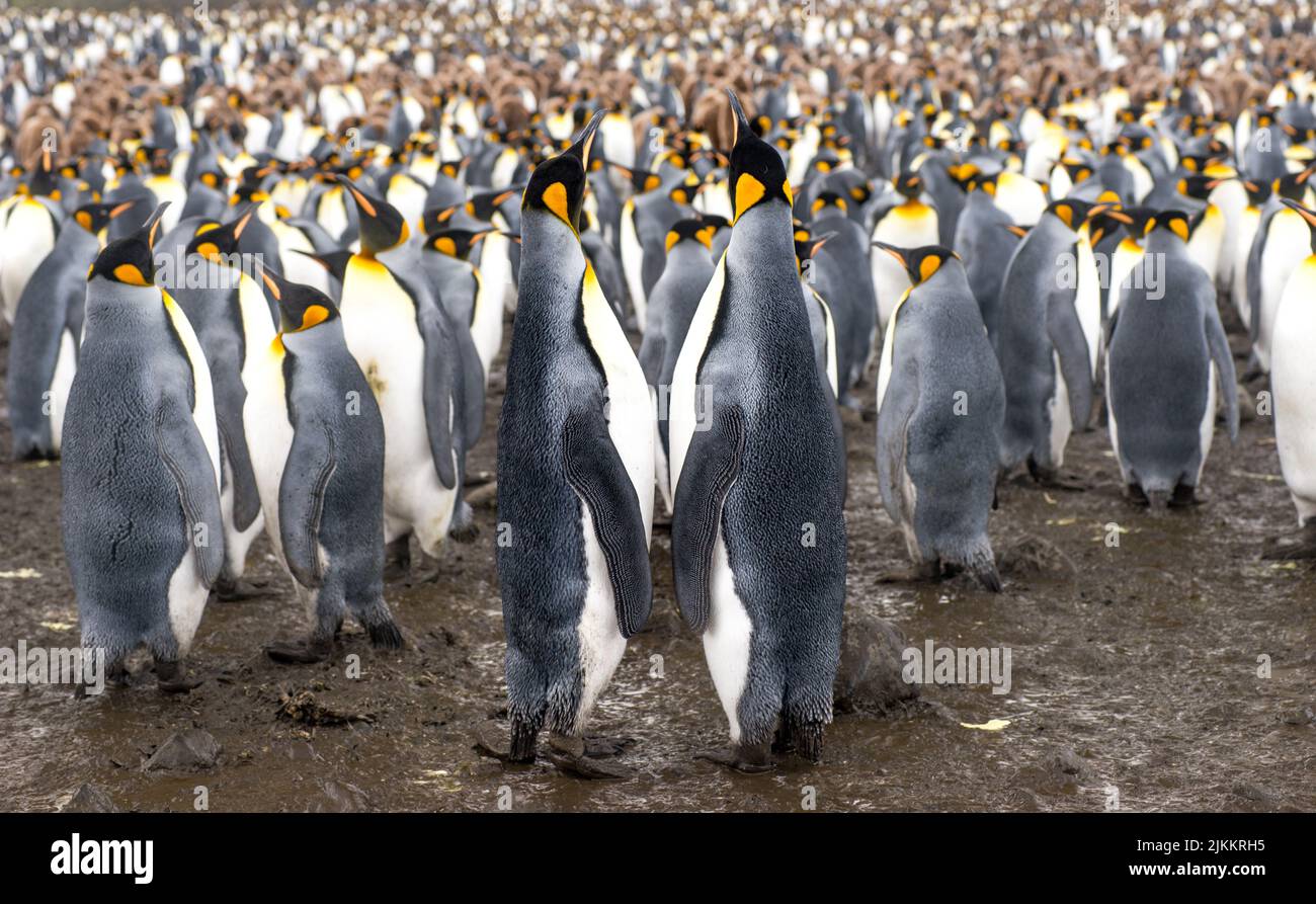 An aerial view of a large group of emperor penguins on the Kerguelen