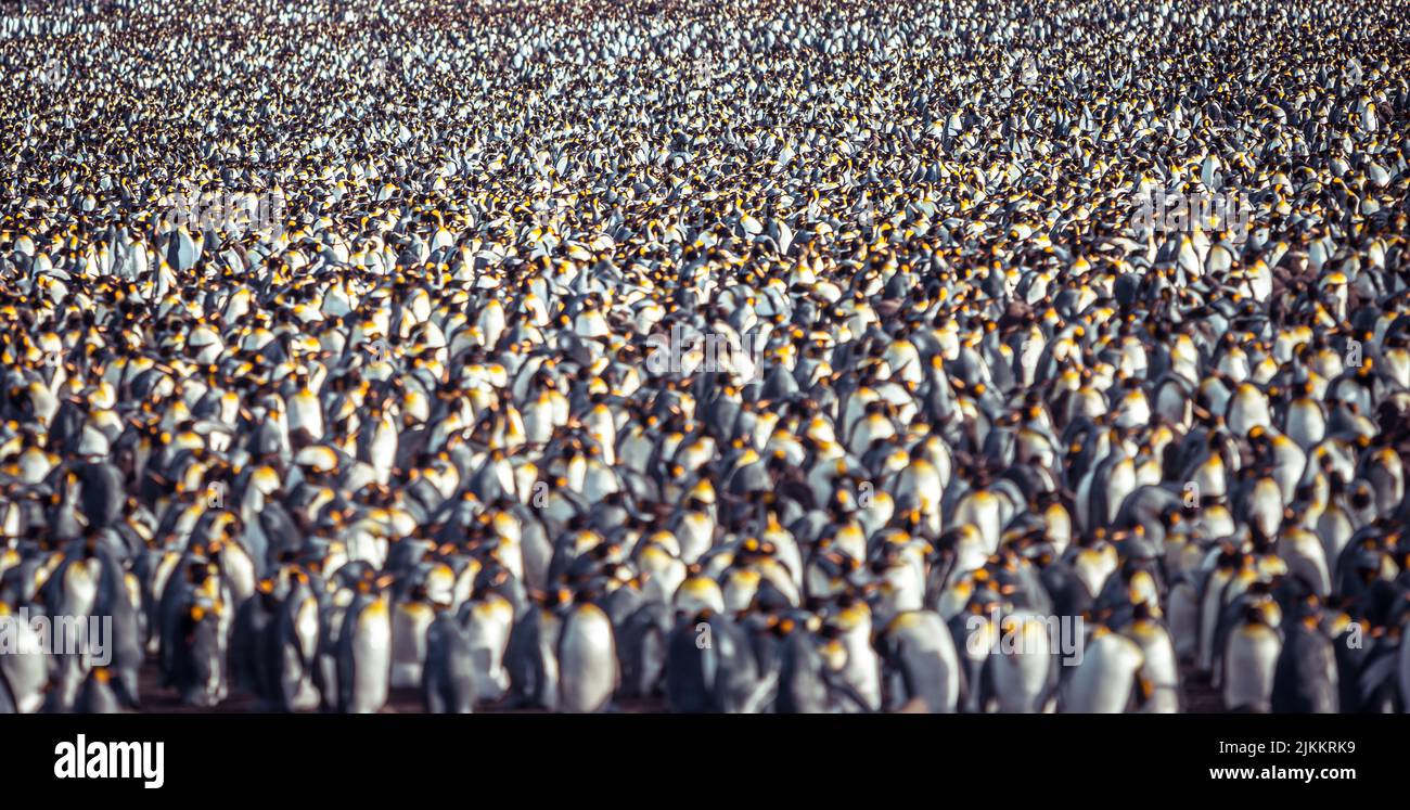 An aerial view of a large group of emperor penguins on the Kerguelen
